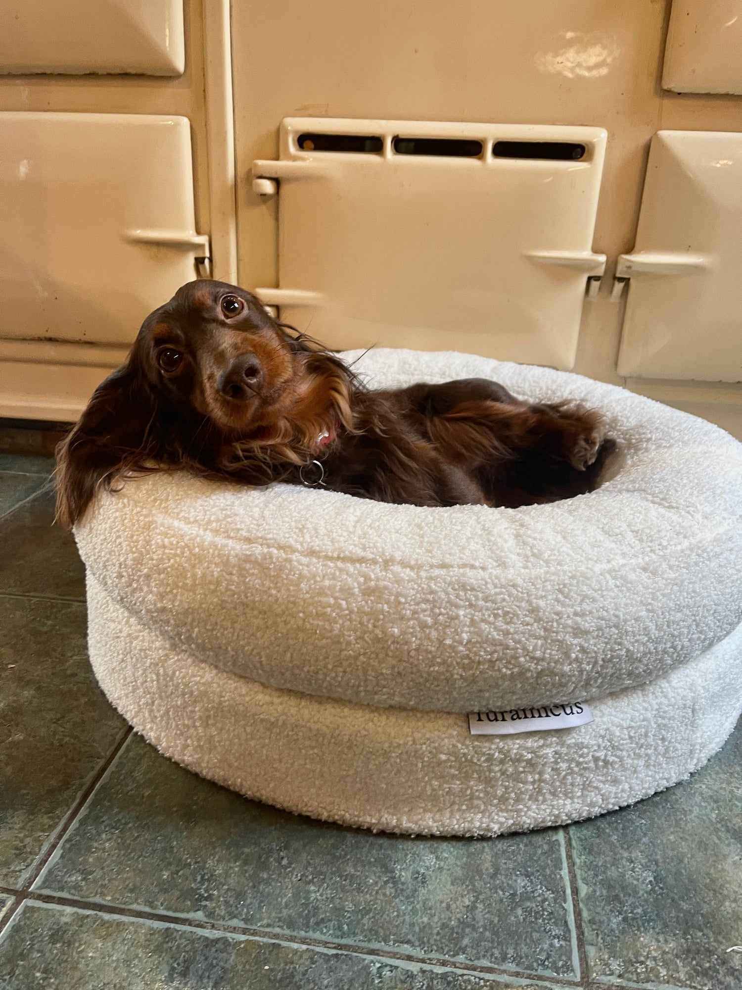 chocolate and tan longhaired miniature dachshund pictured lying in the furamicus nest premium teddy boucle orthopedic donut pet bed